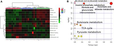 Study on the Hepatoprotection of Schisandra chinensis Caulis Polysaccharides in Nonalcoholic Fatty Liver Disease in Rats Based on Metabolomics